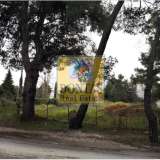  (For Sale) Land Plot || East Attica/Rodopoli - 2.070 Sq.m, 650.000€ Athens 8107631 thumb0