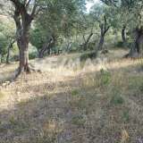  For Sale - (€ 0 / m2), Agricultural 4195 m2 Skiathos 7470621 thumb5