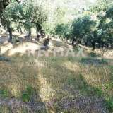  For Sale - (€ 0 / m2), Agricultural 4195 m2 Skiathos 7470621 thumb1
