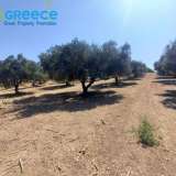  For sale a plot of 6.607 sq.m. outside the city plan outside Heraklion and specifically in the area of Spilia, 3.5km from Knossos. Even and buildable, builds 233 sq.m. clean. Frontage on asphalt, with unobstructed views. It contains 110 olive trees.Ideal  Heraclion Cretes 8170989 thumb7