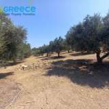  For sale a plot of 6.607 sq.m. outside the city plan outside Heraklion and specifically in the area of Spilia, 3.5km from Knossos. Even and buildable, builds 233 sq.m. clean. Frontage on asphalt, with unobstructed views. It contains 110 olive trees.Ideal  Heraclion Cretes 8170989 thumb8