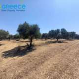  For sale a plot of 6.607 sq.m. outside the city plan outside Heraklion and specifically in the area of Spilia, 3.5km from Knossos. Even and buildable, builds 233 sq.m. clean. Frontage on asphalt, with unobstructed views. It contains 110 olive trees.Ideal  Heraclion Cretes 8170989 thumb4