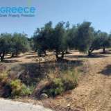  For sale a plot of 6.607 sq.m. outside the city plan outside Heraklion and specifically in the area of Spilia, 3.5km from Knossos. Even and buildable, builds 233 sq.m. clean. Frontage on asphalt, with unobstructed views. It contains 110 olive trees.Ideal  Heraclion Cretes 8170989 thumb0