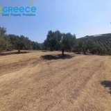 For sale a plot of 6.607 sq.m. outside the city plan outside Heraklion and specifically in the area of Spilia, 3.5km from Knossos. Even and buildable, builds 233 sq.m. clean. Frontage on asphalt, with unobstructed views. It contains 110 olive trees.Ideal  Heraclion Cretes 8170989 thumb3