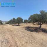  For sale a plot of 6.607 sq.m. outside the city plan outside Heraklion and specifically in the area of Spilia, 3.5km from Knossos. Even and buildable, builds 233 sq.m. clean. Frontage on asphalt, with unobstructed views. It contains 110 olive trees.Ideal  Heraclion Cretes 8170989 thumb5