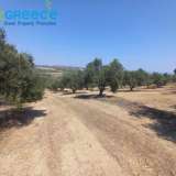  For sale a plot of 6.607 sq.m. outside the city plan outside Heraklion and specifically in the area of Spilia, 3.5km from Knossos. Even and buildable, builds 233 sq.m. clean. Frontage on asphalt, with unobstructed views. It contains 110 olive trees.Ideal  Heraclion Cretes 8170989 thumb6