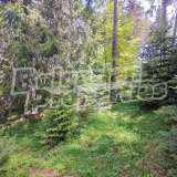  Pine forest in the mountain resort Byala Cherkva Plovdiv city 7074135 thumb5