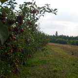  Kleines Bauernanwesen im Hügelland von Nagykanizsa Nagykanizsa 7676356 thumb5