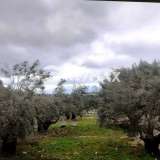  For Sale - (€ 0 / m2), Agricultural 6684 m2 Lefkada 7678441 thumb2