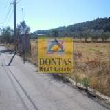  (For Sale) Land Plot || East Attica/Afidnes (Kiourka) - 5.000 Sq.m, 285.000€ Afidnes 8079663 thumb12
