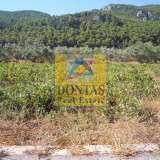  (For Sale) Land Plot || East Attica/Afidnes (Kiourka) - 5.000 Sq.m, 285.000€ Afidnes 8079663 thumb8