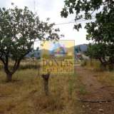  (For Rent) Land Agricultural Land  || East Attica/Acharnes (Menidi) - 5.000 Sq.m, 2.500€ Athens 7085974 thumb1
