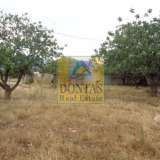  (For Rent) Land Agricultural Land  || East Attica/Acharnes (Menidi) - 5.000 Sq.m, 2.500€ Athens 7085974 thumb3