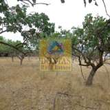  (For Rent) Land Agricultural Land  || East Attica/Acharnes (Menidi) - 5.000 Sq.m, 2.500€ Athens 7085974 thumb0