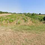  ИСТРИЯ, БАЛЕ - Сельскохозяйственная земля с богатым виноградником и оливковой рощей Bale 8191485 thumb1