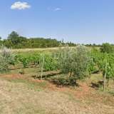  ИСТРИЯ, БАЛЕ - Сельскохозяйственная земля с богатым виноградником и оливковой рощей Bale 8191485 thumb0