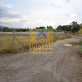  (For Rent) Land Agricultural Land  || East Attica/Acharnes (Menidi) - 2.500 Sq.m, 1.000€ Athens 7291995 thumb0