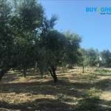  For sale a plot of 6,000 sq.m. in Zakynthos and specifically in the area of â€‹â€‹Vasilikos, outside the plan, corner and level with the possibility of building around 300 sq.m. and very close to the seaInformation: 00302107710150 â€“ 00306 Vasilikos 6892852 thumb1