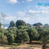  For sale a plot of 6,000 sq.m. in Zakynthos and specifically in the area of â€‹â€‹Vasilikos, outside the plan, corner and level with the possibility of building around 300 sq.m. and very close to the seaInformation: 00302107710150 â€“ 00306 Vasilikos 6892852 thumb0