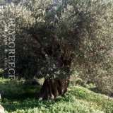  For sale a plot of 1,800 sq.m. in Paleopolis of Andros, within the settlement, level and corner with the possibility of building around 400 sq.m. with all amenities, electricity phone waterWithin the plot there are 16 olive tree rootsInformation:  Andros (Chora) 6893439 thumb3