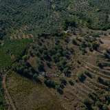  For Sale - (€ 0 / m2), Agricultural 100943 m2 Epidavros 7993542 thumb9