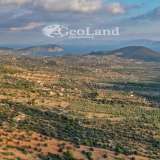  For Sale - (€ 0 / m2), Agricultural 4167 m2 Ermioni 8094156 thumb2