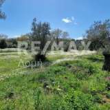  For Sale - (€ 0 / m2), Agricultural 9140 m2 Pteleos 7696253 thumb3