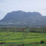  LAND WITH 150,000 OLIVE TREES IN LECHAIO, CORINTH, GREECE Assos-Lechaio 8096498 thumb3