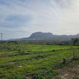  LAND WITH 150,000 OLIVE TREES IN LECHAIO, CORINTH, GREECE Assos-Lechaio 8096498 thumb1