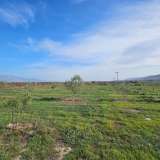  LAND WITH 150,000 OLIVE TREES IN LECHAIO, CORINTH, GREECE Assos-Lechaio 8096498 thumb4