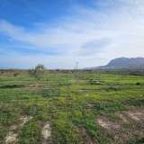 LAND WITH 150,000 OLIVE TREES IN LECHAIO, CORINTH, GREECE Assos-Lechaio 8096498 thumb5