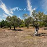 For Sale - (€ 0 / m2), Agricultural 27000 m2 Kranidi 7997404 thumb4
