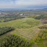  For Sale - (€ 0 / m2), Agricultural 9700 m2 Orfano 8097422 thumb0