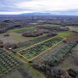  For Sale - (€ 0 / m2), Agricultural 4200 m2 Chrisoupoli 8097528 thumb5