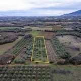  For Sale - (€ 0 / m2), Agricultural 4200 m2 Chrisoupoli 8097528 thumb7