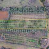  For Sale - (€ 0 / m2), Agricultural 4200 m2 Chrisoupoli 8097528 thumb3