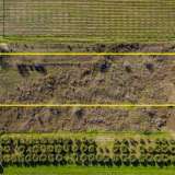  For Sale - (€ 0 / m2), Agricultural 5000 m2 Orfano 8097539 thumb1