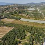  For Sale - (€ 0 / m2), Agricultural 10562 m2 Orfano 8097668 thumb0