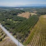  For Sale - (€ 0 / m2), Agricultural 10562 m2 Orfano 8097668 thumb7