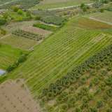  For Sale - (€ 0 / m2), Agricultural 13750 m2 Orfano 8097888 thumb4