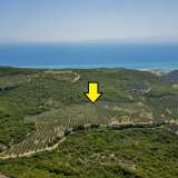  For Sale - (€ 0 / m2), Agricultural 16000 m2 Orfano 8098118 thumb0