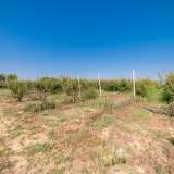  For Sale - (€ 0 / m2), Agricultural 13770 m2 Chrisoupoli 8098234 thumb3