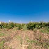  For Sale - (€ 0 / m2), Agricultural 13770 m2 Chrisoupoli 8098234 thumb0