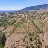  For Sale - (€ 0 / m2), Agricultural 10550 m2 Nikiforos 8098297 thumb4