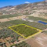  For Sale - (€ 0 / m2), Agricultural 6750 m2 Chrisoupoli 8098342 thumb9