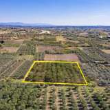  For Sale - (€ 0 / m2), Agricultural 6750 m2 Chrisoupoli 8098342 thumb6