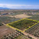  For Sale - (€ 0 / m2), Agricultural 6750 m2 Chrisoupoli 8098342 thumb0