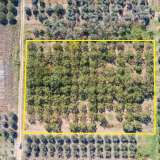  For Sale - (€ 0 / m2), Agricultural 6750 m2 Chrisoupoli 8098342 thumb3
