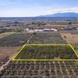  For Sale - (€ 0 / m2), Agricultural 6750 m2 Chrisoupoli 8098342 thumb4