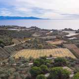  For Sale - (€ 0 / m2), Agricultural 13000 m2 Eleftheres 8098409 thumb6